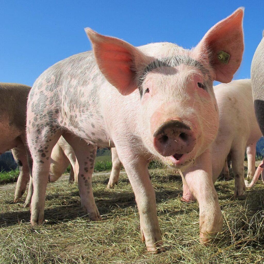 breeds feeding pork