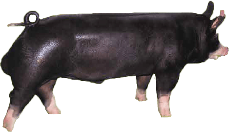 Berkshire