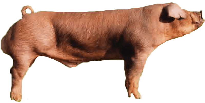Duroc