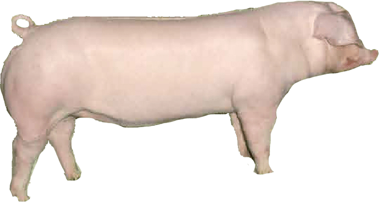 Landrace